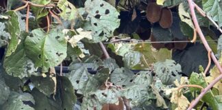 Αιτωλοακαρνανία : Εκτιμήσεις για ζημιές άνω του 30% στην παραγωγή