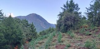 Φυτεία στην ορεινή Ναυπακτία με σχεδόν 700 δενδρύλλια κάνναβης ξερίζωσε η ΕΛ.ΑΣ
