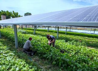 Δήμος Ξηρομέρου : Πρόταση στο Interreg για την προώθηση των αγρο-φωτοβολταϊκών