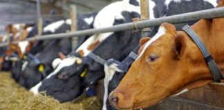 Λεπενού: Αφού πλήρωσαν, αθωώθηκαν οι κτηνοτρόφοι