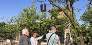 Πρόγραμμα βιολογικής καταπολέμησης του μαύρου ακανθώδη αλευρώδη στην Αιτωλοακαρνανία