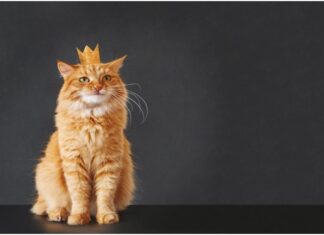 Ό,τι χρειάζεται καθημερινά η γατούλα σου θα το βρεις εδώ