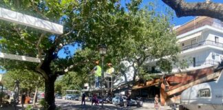Ναύπακτος: Ξεκίνησε η απομάκρυνση των πλατανιών που έχουν ασθενήσει από μεταχρωματικό έλκος