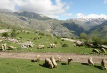 ΟΠΕΚΕΠΕ: Ποινές με αναστολή σε 38 Αγρινιώτες για ανύπαρκτα βοσκοτόπια στα Κύθηρα