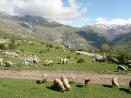 ΟΠΕΚΕΠΕ: Ποινές με αναστολή σε 38 Αγρινιώτες για ανύπαρκτα βοσκοτόπια στα Κύθηρα