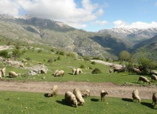 Αιτωλοακαρνανία: Μειώνεται το ζωικό κεφάλαιο παρά τις επιδοτήσεις…