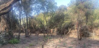 Xασισοφυτεία με σχεδόν 900 δενδρύλλια σε ορεινή περιοχή του Μεσολογγίου – Αναζητούνται οι δράστες