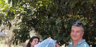 Αιτωλοακαρνανία: Συνεχίζεται το πρόγραμμα βιολογικής καταπολέμησης του μαύρου ακανθώδη αλευρώδη