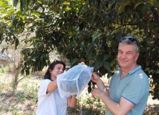 Αιτωλοακαρνανία: Συνεχίζεται το πρόγραμμα βιολογικής καταπολέμησης του μαύρου ακανθώδη αλευρώδη