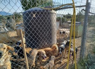 Παρέμβαση της Κτηνιατρικής για το χώρο συλλέκτη ζώων στο Αγρινίου ζητά η Πανελλαδική Φιλοζωική