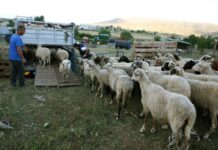 Ευλογιά αιγοπροβάτων: 18 κρούσματα τον Οκτώβριο στην Αιτωλοακαρνανία – Συνεχίζονται οι εντατικοί έλεγχοι