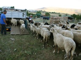 Ευλογιά αιγοπροβάτων: 18 κρούσματα τον Οκτώβριο στην Αιτωλοακαρνανία – Συνεχίζονται οι εντατικοί έλεγχοι