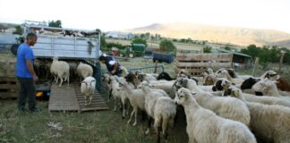 Που θα λειτουργούν σταθμοί απολύμανσης για την ευλογιά των αιγοπροβάτων στην Αιτωλοακαρνανία