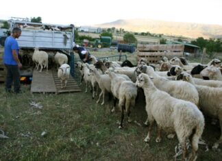 Παράνομη μεταφορά ζωών εντοπίστηκε στη Ναύπακτο: Μετέφερε 203 αρνιά από την Ηλεία στη Λαμία