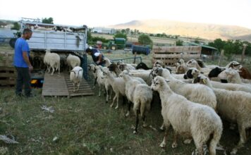 Ευλογιά αιγοπροβάτων: 18 κρούσματα τον Οκτώβριο στην Αιτωλοακαρνανία – Συνεχίζονται οι εντατικοί έλεγχοι