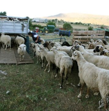 Αιτωλοακαρνανία: Επτά νέα κρούσματα ευλογιάς την προηγούμενη εβδομάδα
