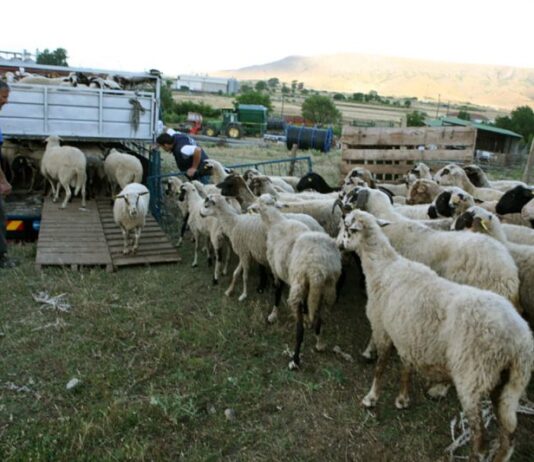 Ευλογιά αιγοπροβάτων: 18 κρούσματα τον Οκτώβριο στην Αιτωλοακαρνανία – Συνεχίζονται οι εντατικοί έλεγχοι