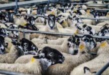 Δυτική Ελλάδα: 1 εκατ. ευρώ για τα θανατωθέντα ζώα – 4,5 εκατ. έως τώρα στην Περιφέρεια και τους κτηνοτρόφους