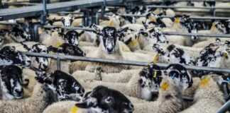 Θα μπει στοπ στο κυνήγι για την ευλογιά των αιγοπροβάτων;