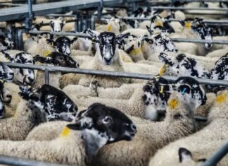 Ευλογιά των αιγοπροβάτων: 8 προτάσεις από το ΥπΑΑΤ – 40 κρούσματα στην Αιτωλοακαρνανία μέχρι το Σεπτέμβριο