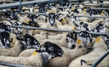 Περιφέρεια Δυτικής Ελλάδας: Ξεκίνησαν οι πληρωμές αποζημιώσεων για την ευλογιά των αιγοπροβάτων