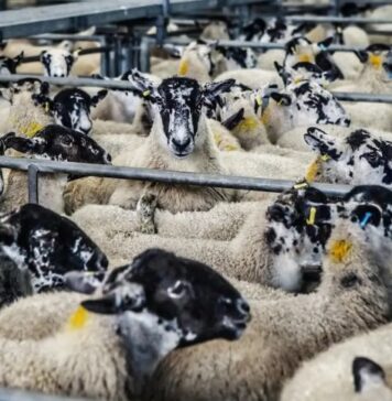 Περιφέρεια Δυτικής Ελλάδας: Ξεκίνησαν οι πληρωμές αποζημιώσεων για την ευλογιά των αιγοπροβάτων