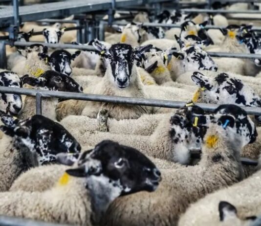 Δυτική Ελλάδα: 1 εκατ. ευρώ για τα θανατωθέντα ζώα – 4,5 εκατ. έως τώρα στην Περιφέρεια και τους κτηνοτρόφους