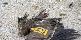 Nεκρός γύπας από ανεμογεννήτρια στα Ακαρνανικά Όρη