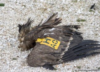 Nεκρός γύπας από ανεμογεννήτρια στα Ακαρνανικά Όρη