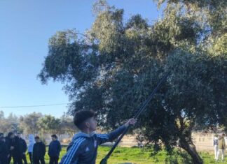 Βιωματική εμπειρία – συγκομιδή της ελιάς για μαθητές του 1ου Γυμνασίου Μεσολογγίου