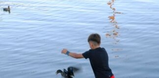 Αρπακτικά και υδρόβια πουλιά θα απελευθερώσει στο Αιτωλικό η «ΑΝΙΜΑ»