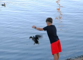 Αρπακτικά και υδρόβια πουλιά θα απελευθερώσει στο Αιτωλικό η «ΑΝΙΜΑ»