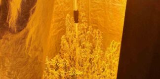 Αγρίνιο: Εργαστήριο υδροπονικής καλλιέργειας κάνναβης είχε στο σπίτι του