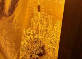 Αγρίνιο: Εργαστήριο υδροπονικής καλλιέργειας κάνναβης είχε στο σπίτι του