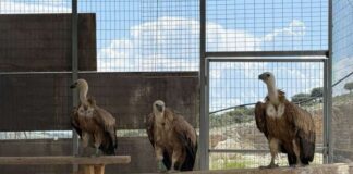 Απελευθέρωση τριών όρνιων στον Αράκυνθο