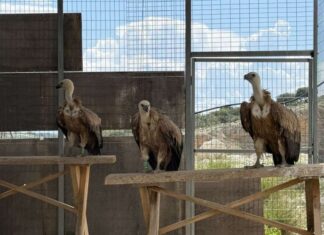 Απελευθέρωση τριών όρνιων στον Αράκυνθο