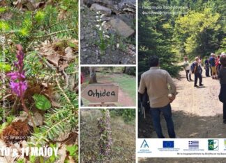 Άνω Χώρα Ναυπακτίας: Ολοκληρώθηκε η περιήγηση στα μονοπάτια της Άγριας Ορχιδέας!