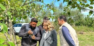 Αυτοψία της Χρ. Σταρακά σε πληγείσες καλλιέργειες ακτινιδίων σε Καλύβια και Γουριώτισσα