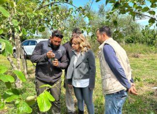 Αυτοψία της Χρ. Σταρακά σε πληγείσες καλλιέργειες ακτινιδίων σε Καλύβια και Γουριώτισσα
