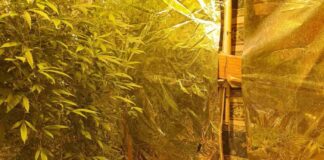 Αγρίνιο: Είχε στο σπίτι του χασισοκαλλιέργεια με 17 δενδρύλλια