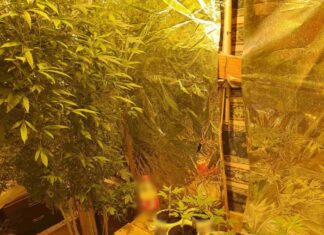 Αγρίνιο: Είχε στο σπίτι του χασισοκαλλιέργεια με 17 δενδρύλλια