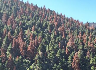 ΚΕΔΕ και ΠΕΔ Δυτικής Ελλάδας ζητούν την κήρυξη έκτακτης ανάγκης για την ξήρανση των ελατοδασών