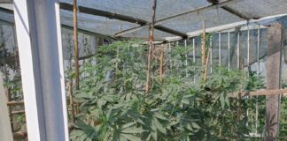 Αγρίνιο: 52χρονος πιάστηκε με μισό κιλό χασίς και κατ’ οίκον καλλιέργεια κάνναβης