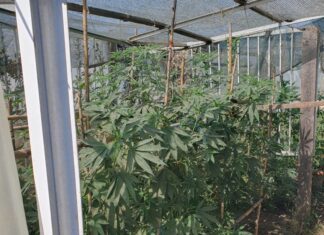 Αγρίνιο: 52χρονος πιάστηκε με μισό κιλό χασίς και κατ’ οίκον καλλιέργεια κάνναβης