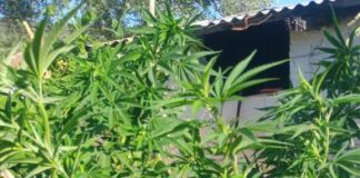 Αστακός: Συνελήφθη άνδρας με δενδρύλλια κάνναβης στο χωράφι του