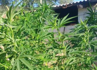 Αστακός: Συνελήφθη άνδρας με δενδρύλλια κάνναβης στο χωράφι του