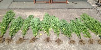 Μεσολόγγι: Συνελήφθη με 10 δενδρύλλια κάνναβης στο σπίτι του