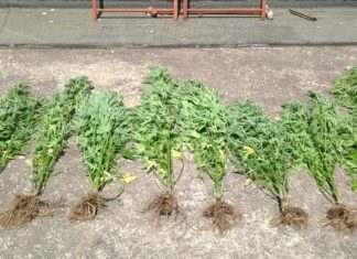 Μεσολόγγι: Συνελήφθη με 10 δενδρύλλια κάνναβης στο σπίτι του