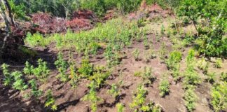 Χασισοφυτεία 4 στρεμμάτων στον ορεινό Βάλτο: Θα απέδιδε πάνω από 1,3 εκατ. ευρώ