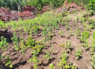 Χασισοφυτεία 4 στρεμμάτων στον ορεινό Βάλτο: Θα απέδιδε πάνω από 1,3 εκατ. ευρώ